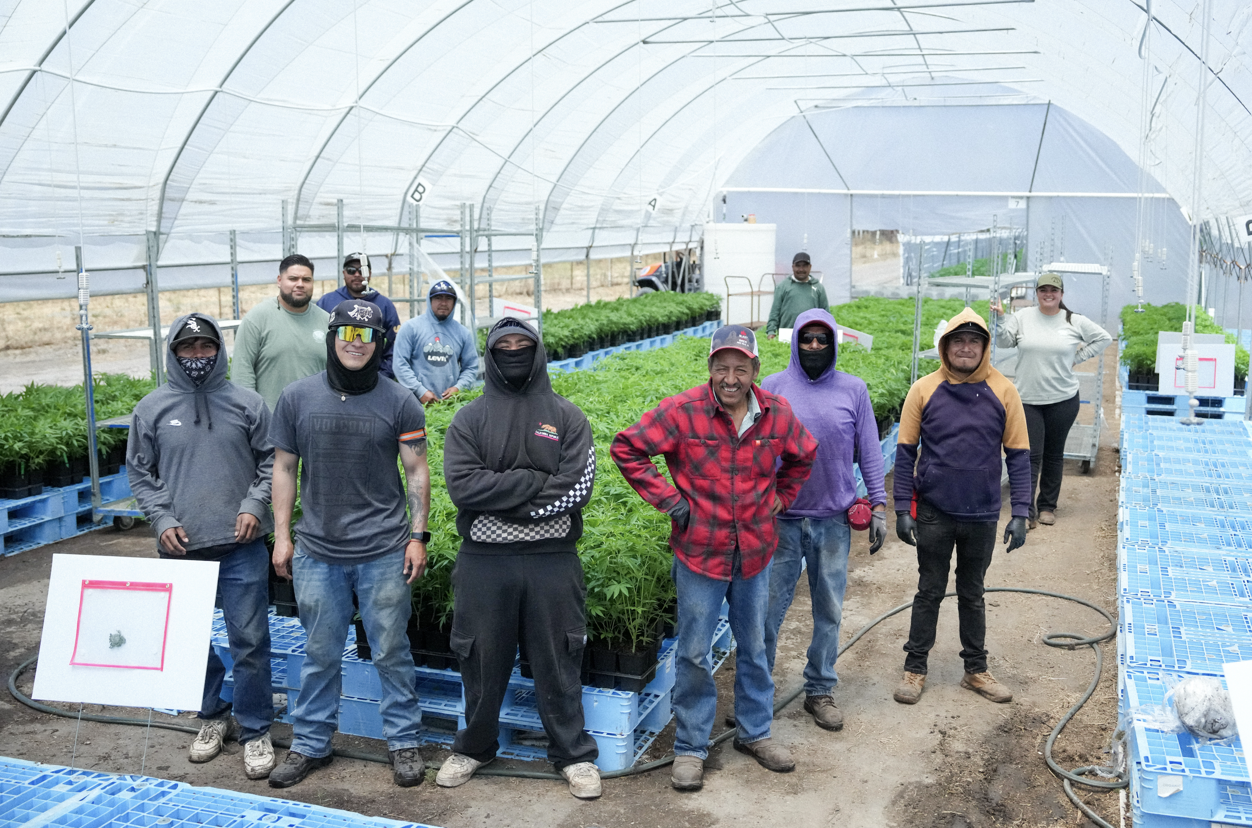 California cannabis farm team photography inside greenhouse cultivation facility