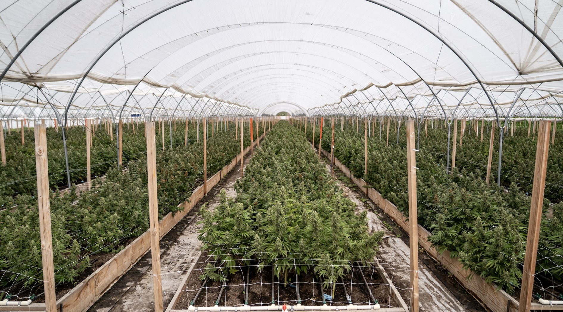 Cannabis cultivation photography inside a greenhouse for California farms and commercial growers