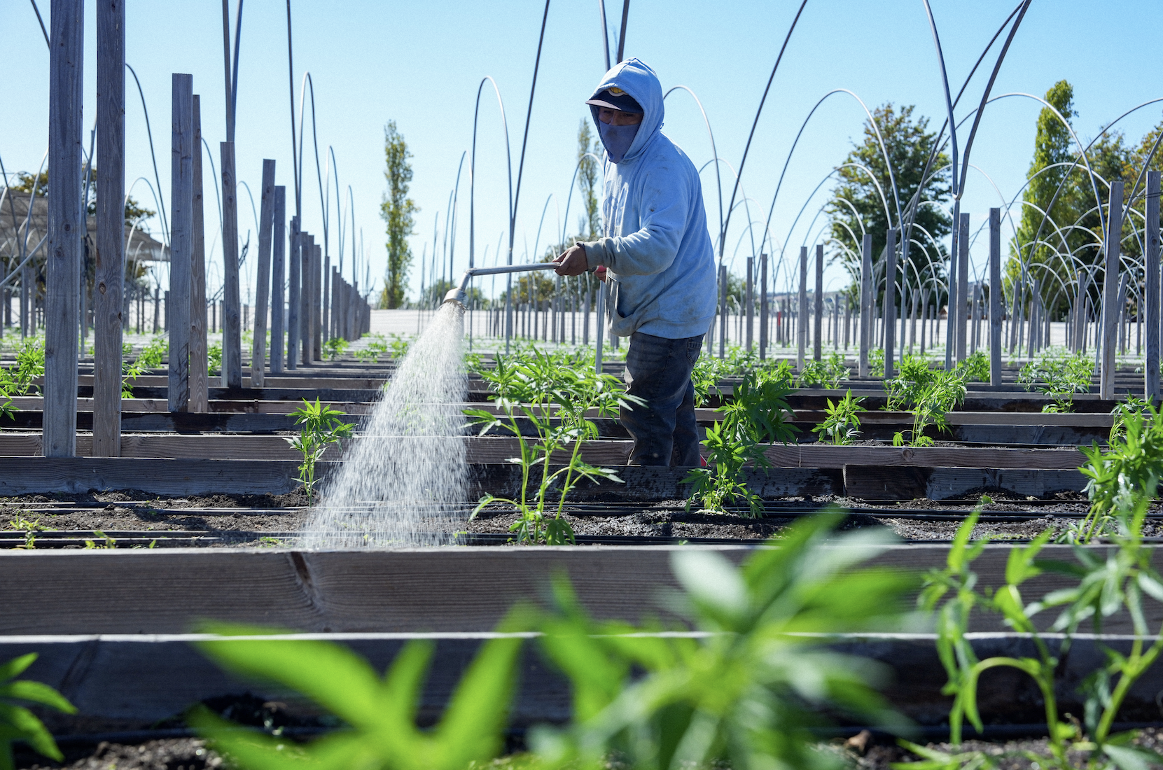 Cannabis farm and field photography for West Coast growers and cultivation operations