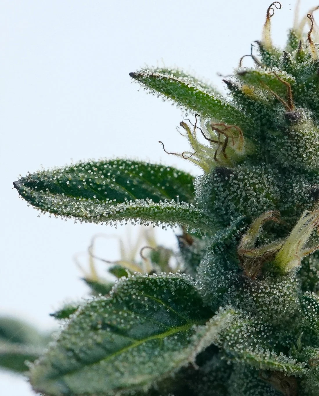 Macro cannabis photography in California showing trichome-covered flower and leaf detail