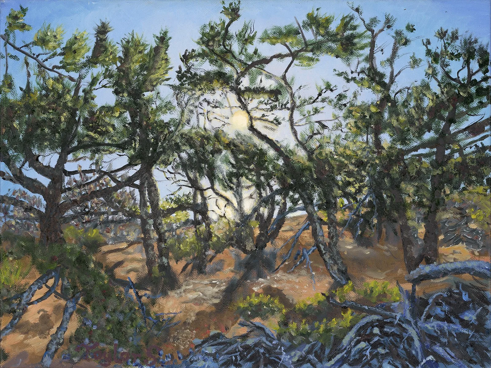  Taylor Smith   
 Wellfleet   
16" x 12" 
oil Viewing the sun directly through the scrub pines of Cape Cod. 
