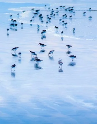 Birds-Cloud, Ali Mauck