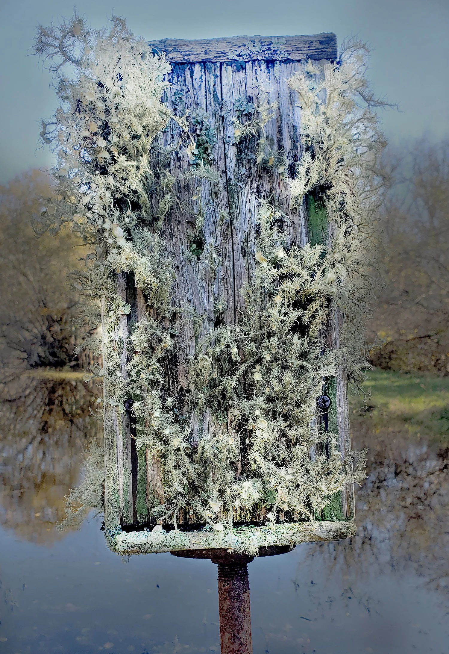 Natures Bird Box, 9" x 14", photo sculpture
