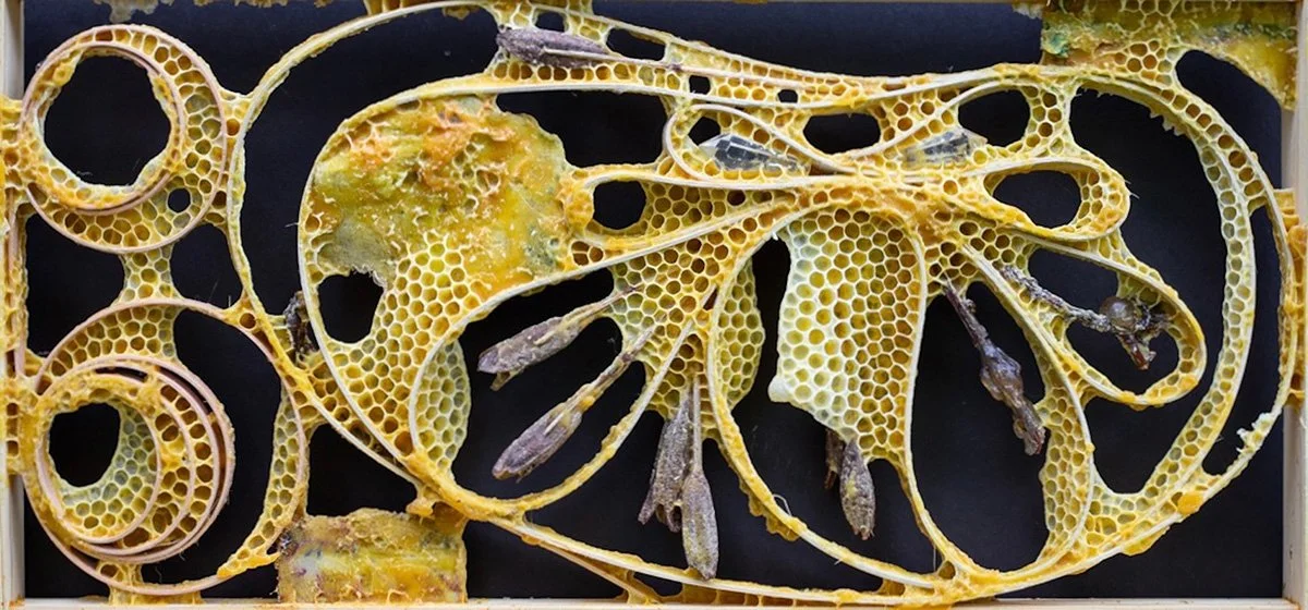 Winged Reliquary, 14" x 24" x 4", mixed media with honeybee co-construction