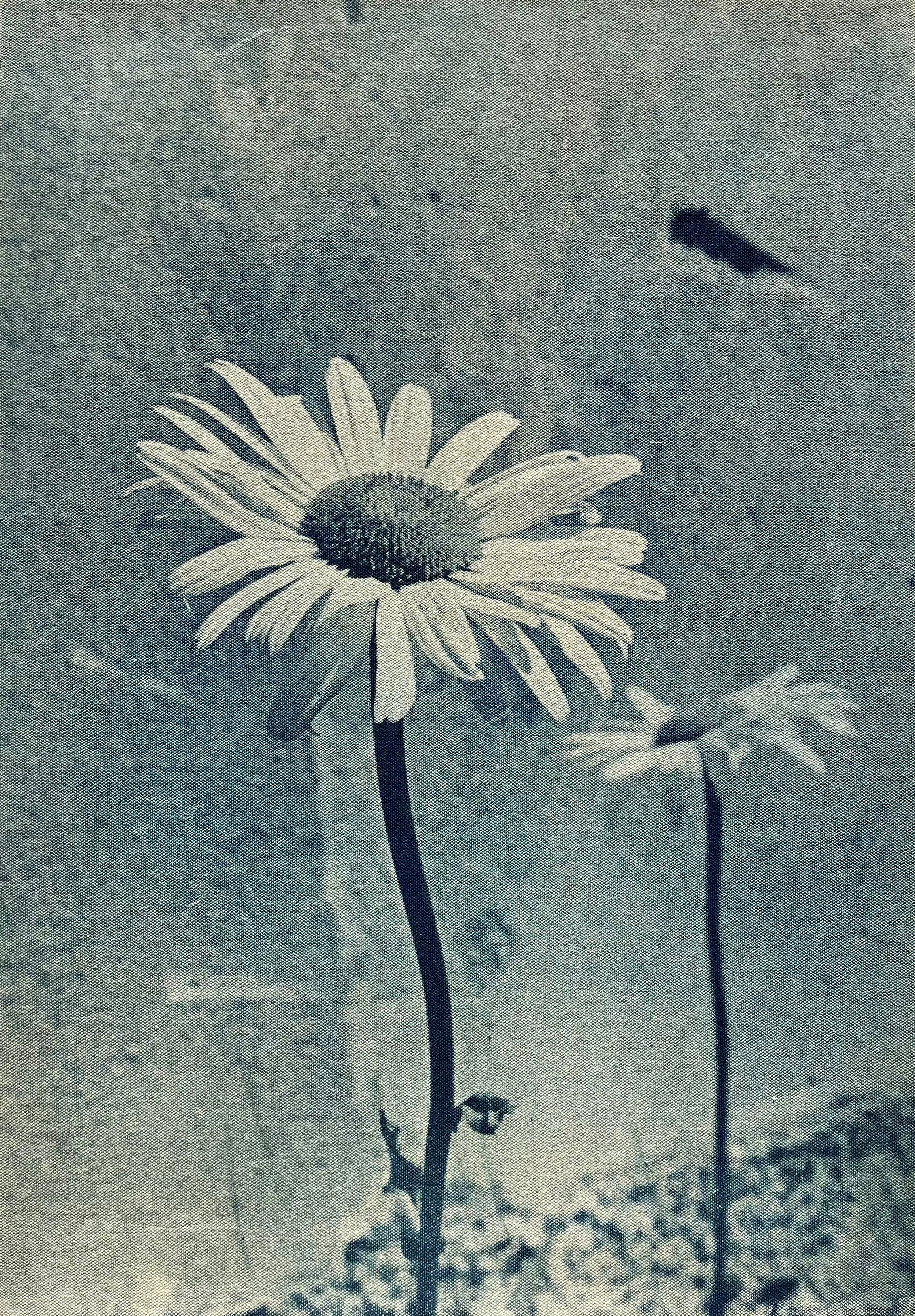 KADIE SALFI   Cyanotype, Silkscreen, Etching, Painting, & Sculpture