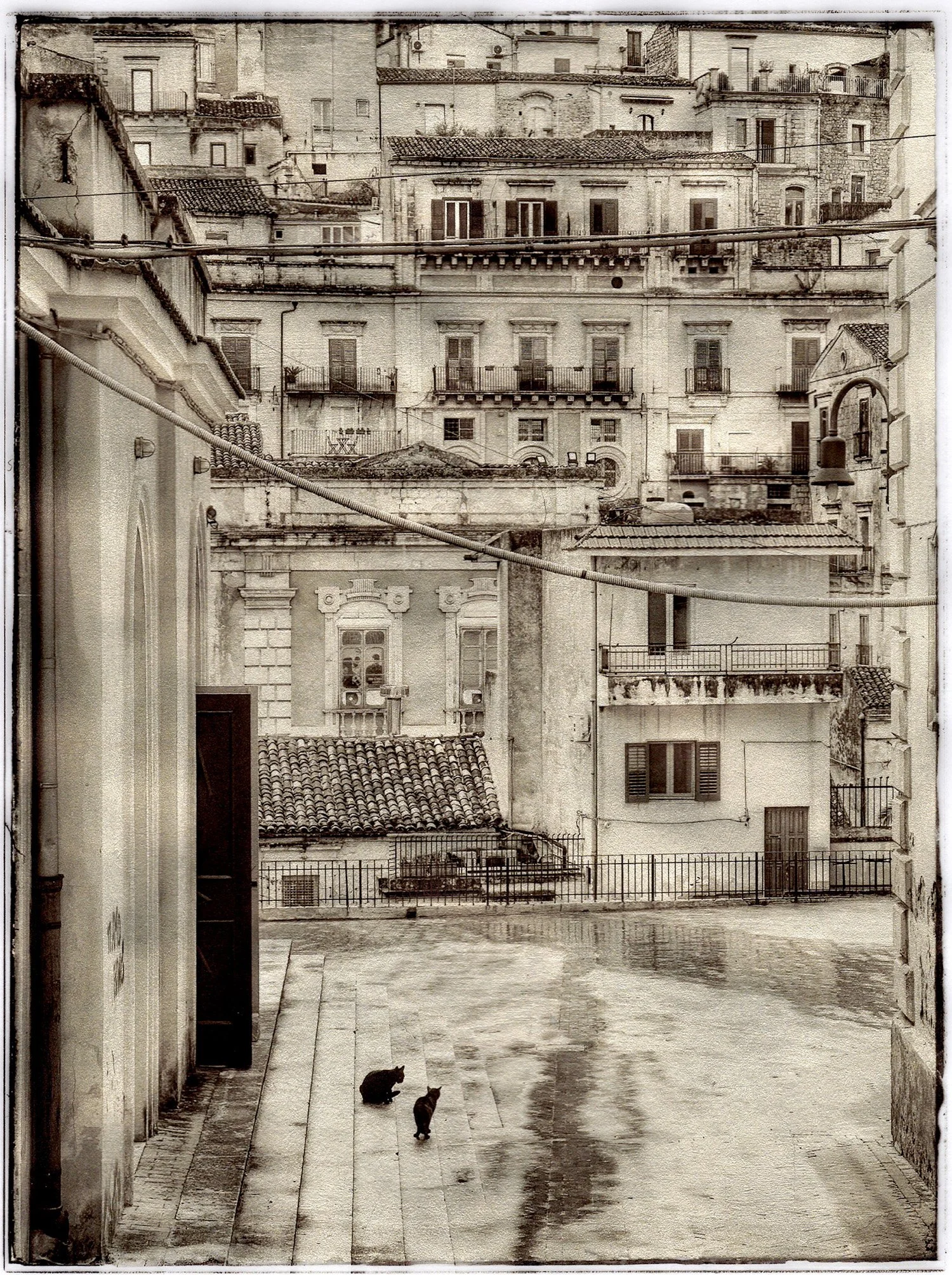 Due Gatti — 2 Cats, 5.25" x 7", photograph on archival vellum gilded with white gold