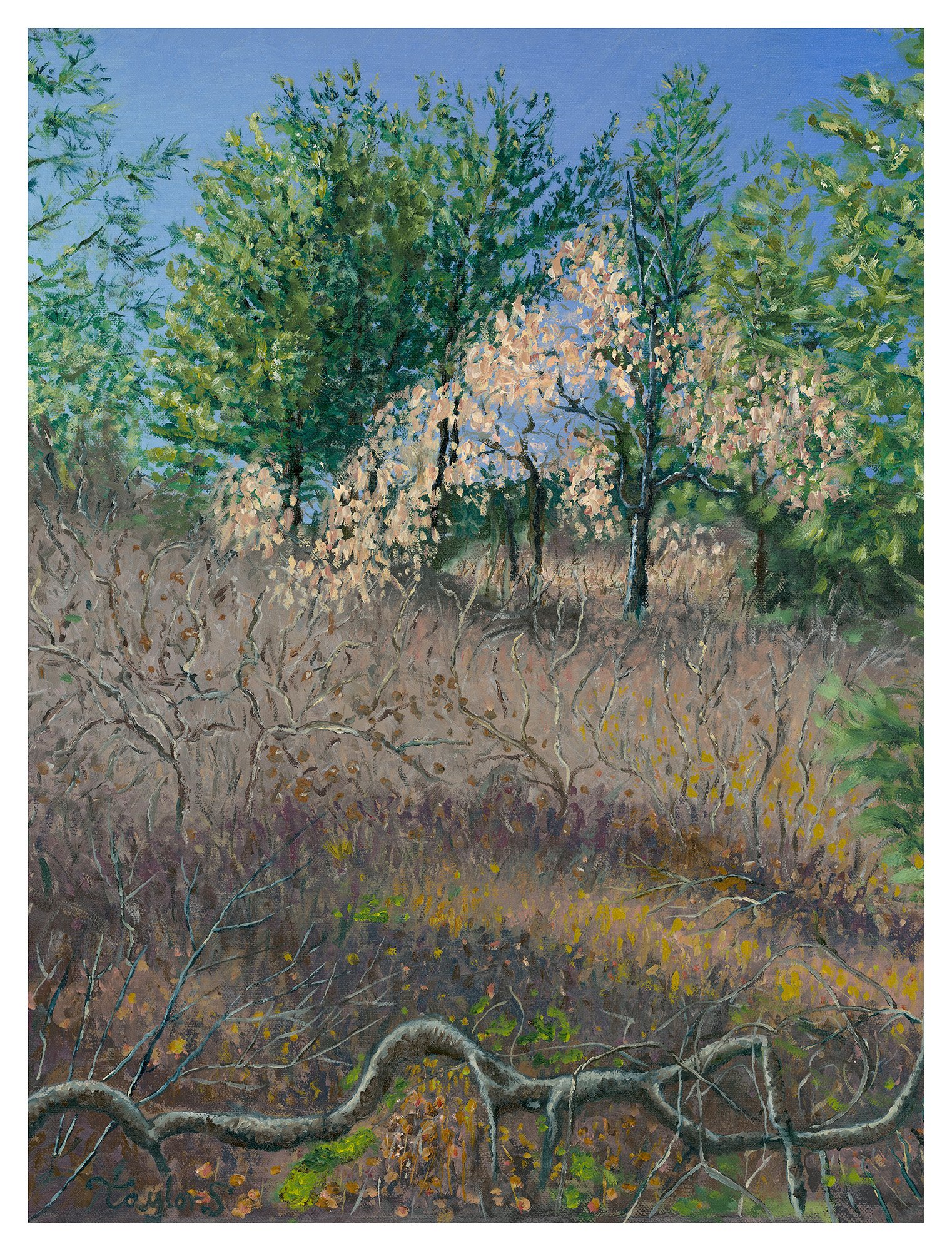 Scott's Woods, 16" x 20", oil