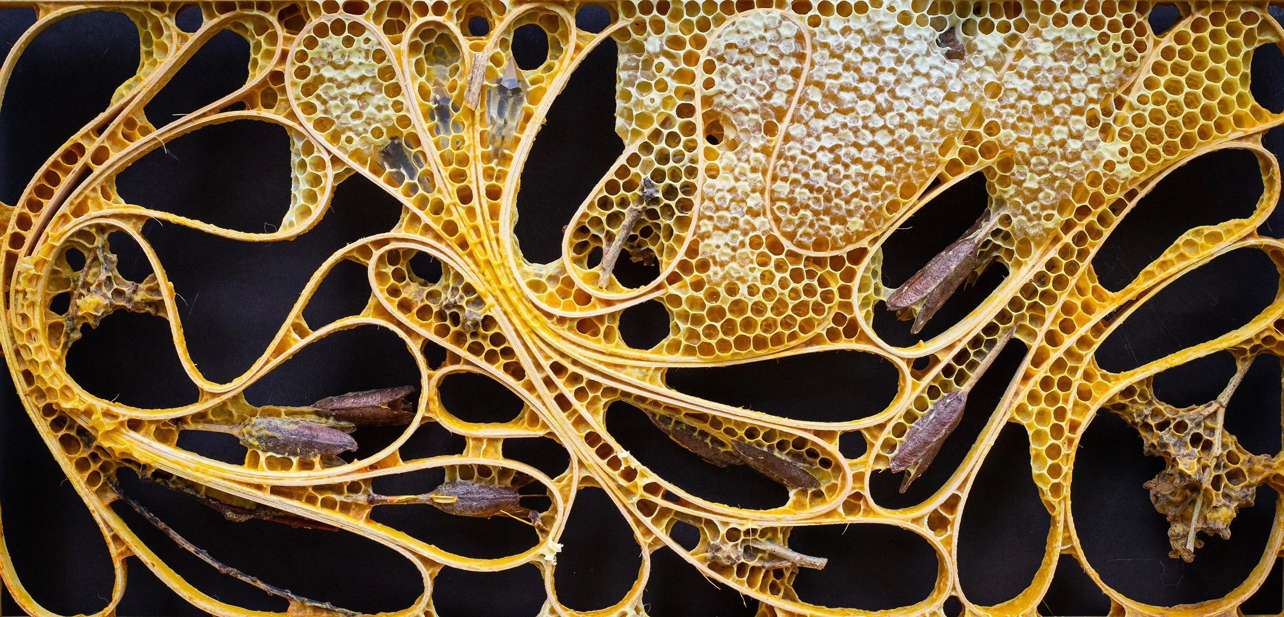 SUSAN MEDYN   Mixed Media with Honeybee Co-Construction