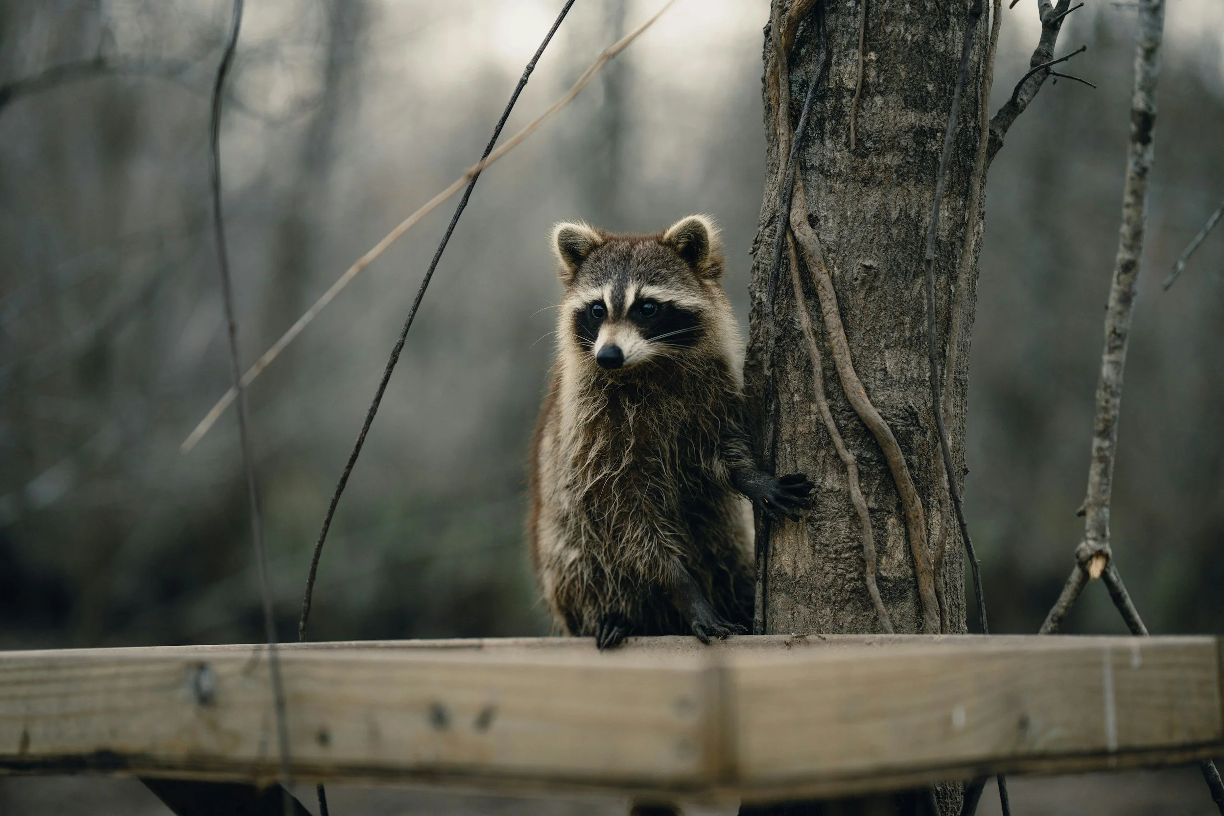 The Earned Media Guide for Dummies - HeadStart