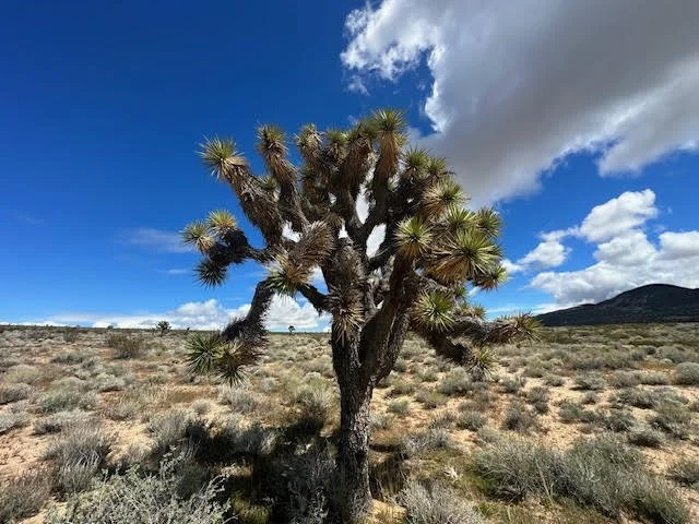 A desert landscape with a prominent Joshua tree in the foreground, under a partly cloudy blue sky.