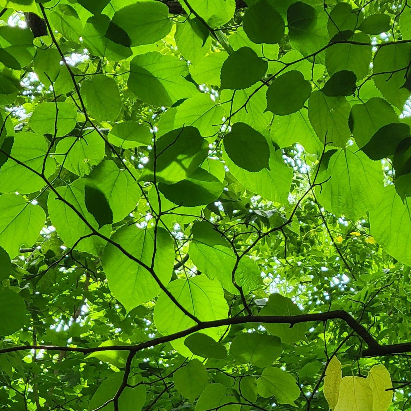 Did you know there are two mulberries in Kentucky?

Red mulberry, Morus rubra, is native to much of the eastern US. They have large, fuzzy leaves and delicious fruits in mid-summer! Unfortunately, the invasive white mulberry, Morus alba, has become a