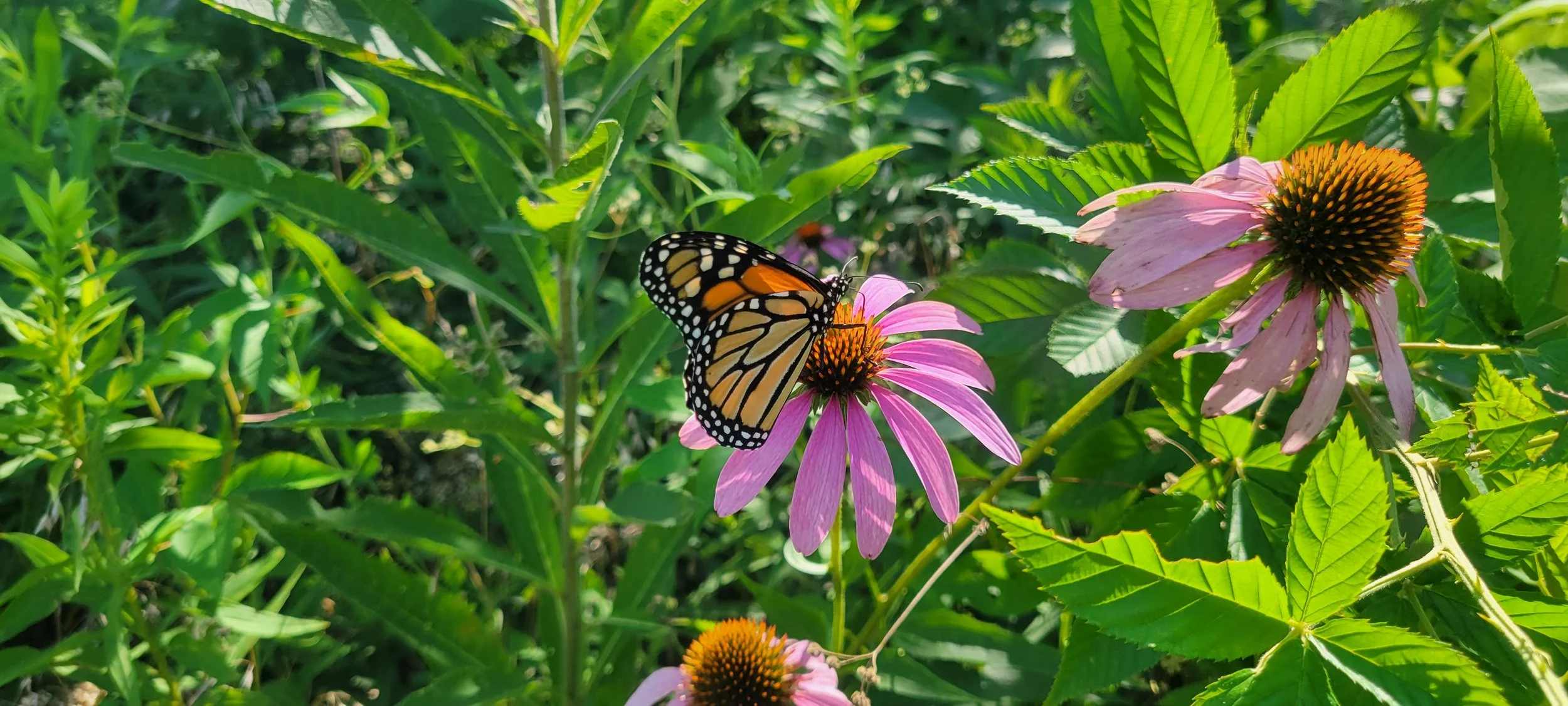 Franklin County Farmers Market