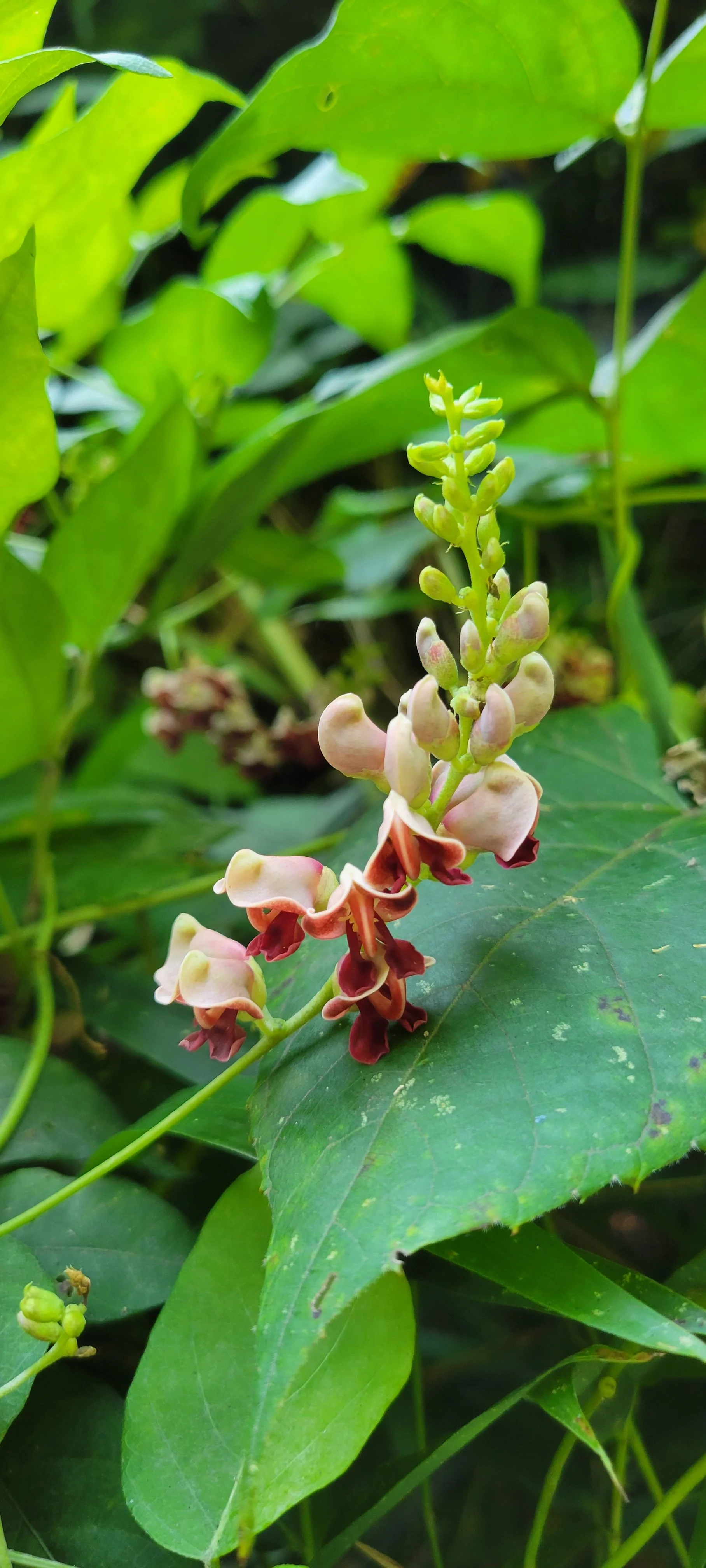 Appalachian Seed Swap 2026