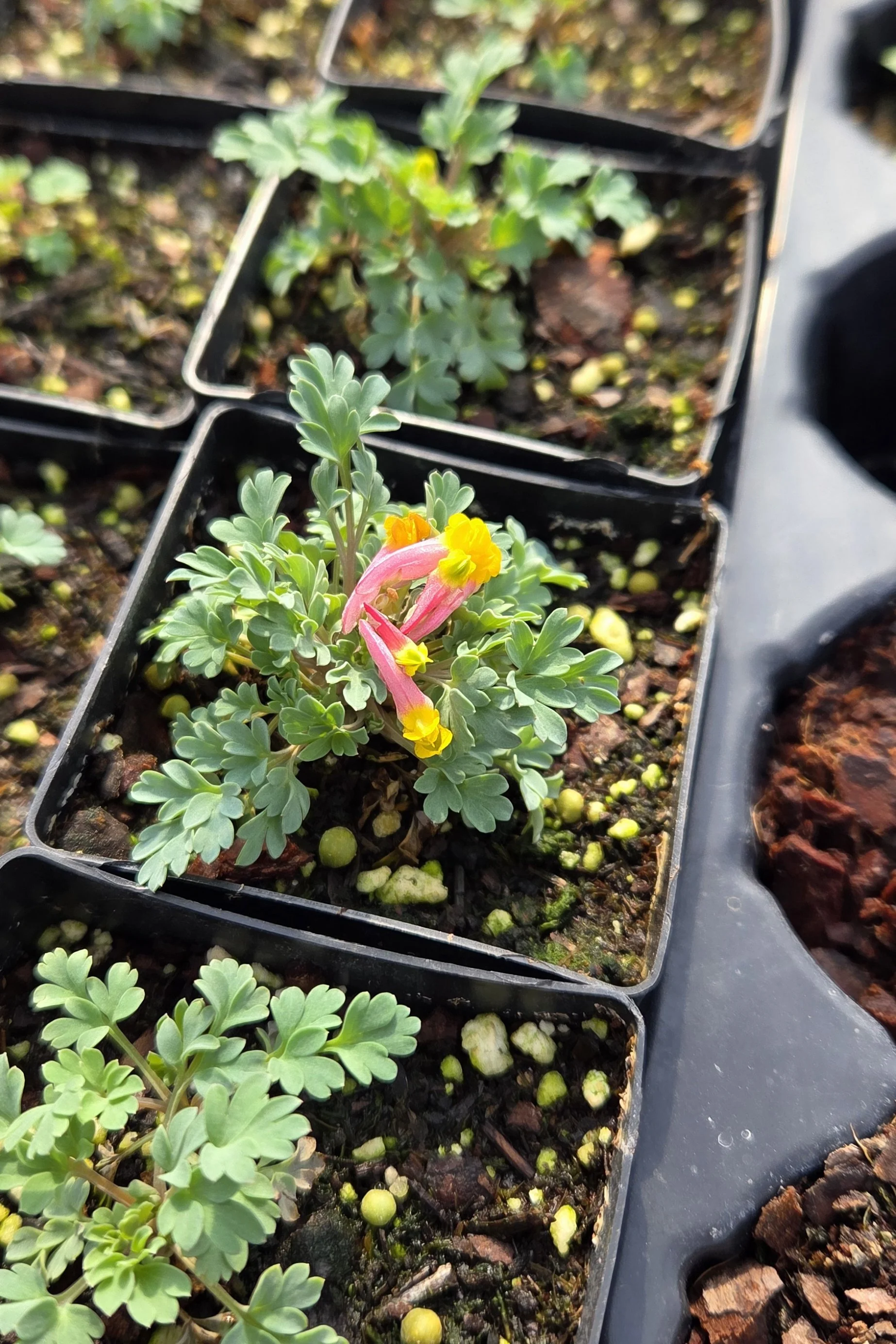 Native Plant Sale at Josephine Sculpture Park