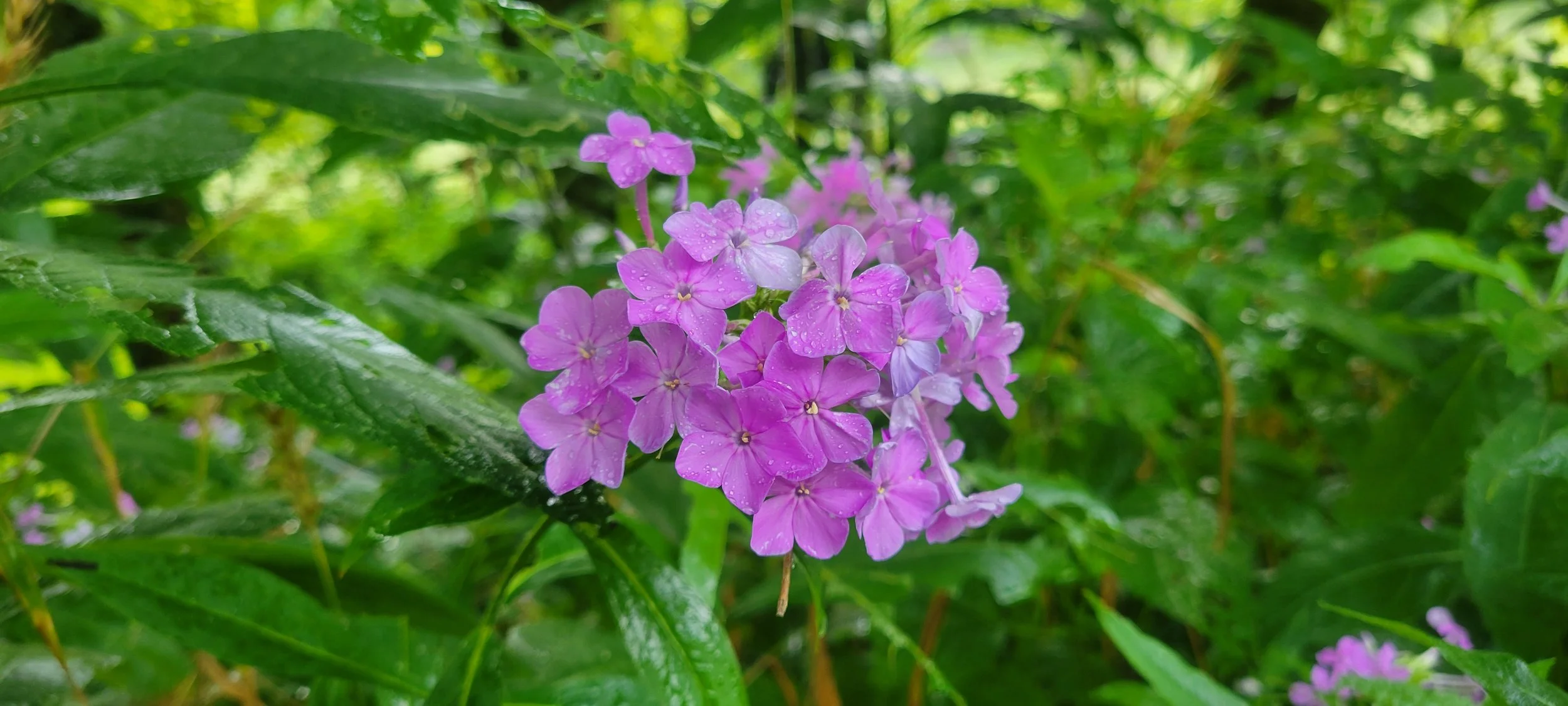 Botanical Inventory