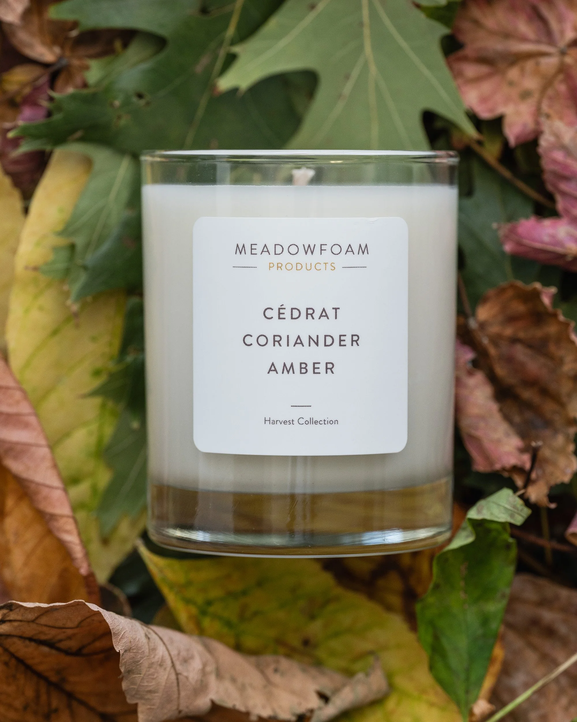 Harvest Collection Lifestyle 2025 MMM3896 (1).jpg