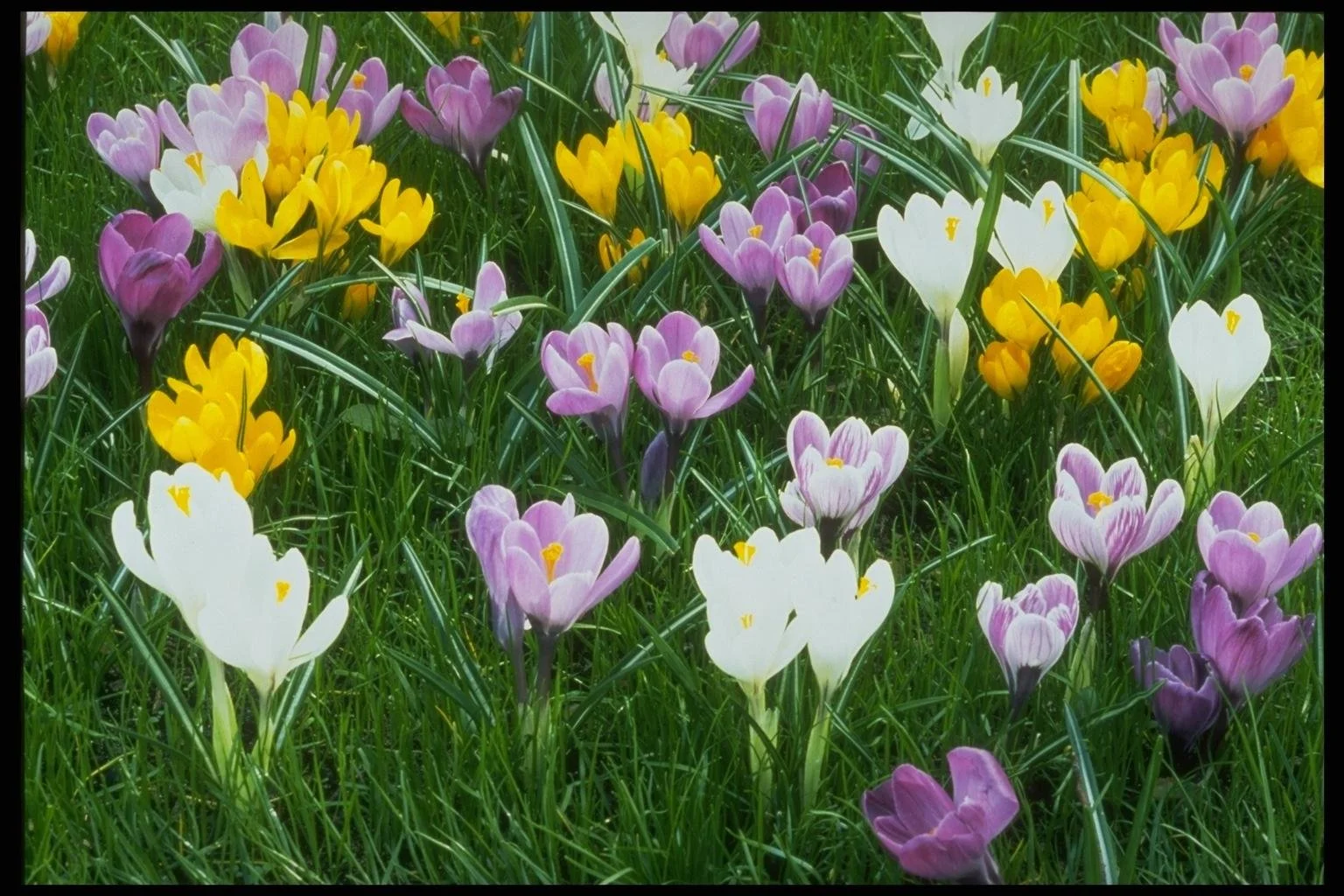 TOOMEY, Shirley Ellen.