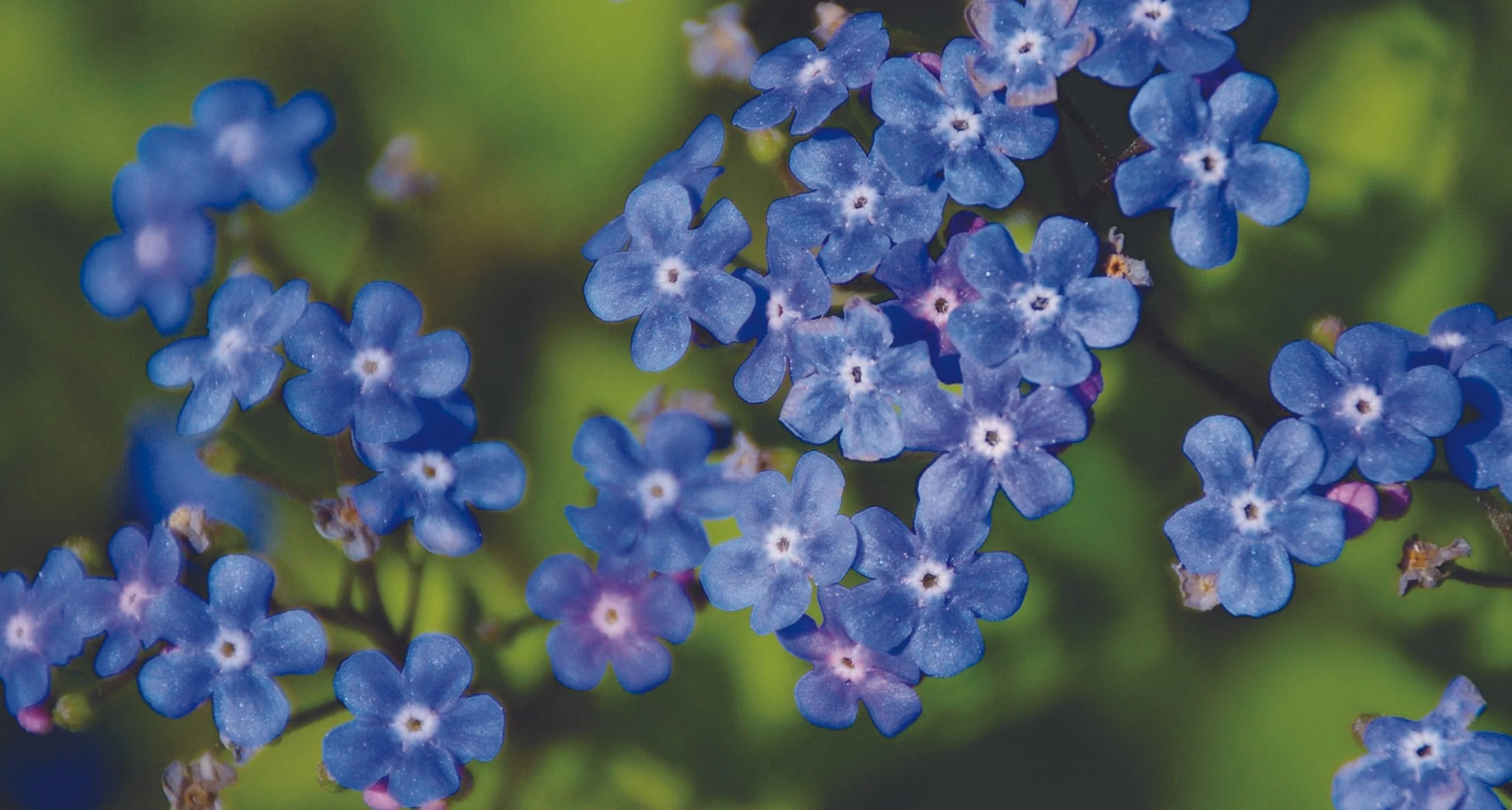 HOFFMAN, Margaret Joy (nee Broad).