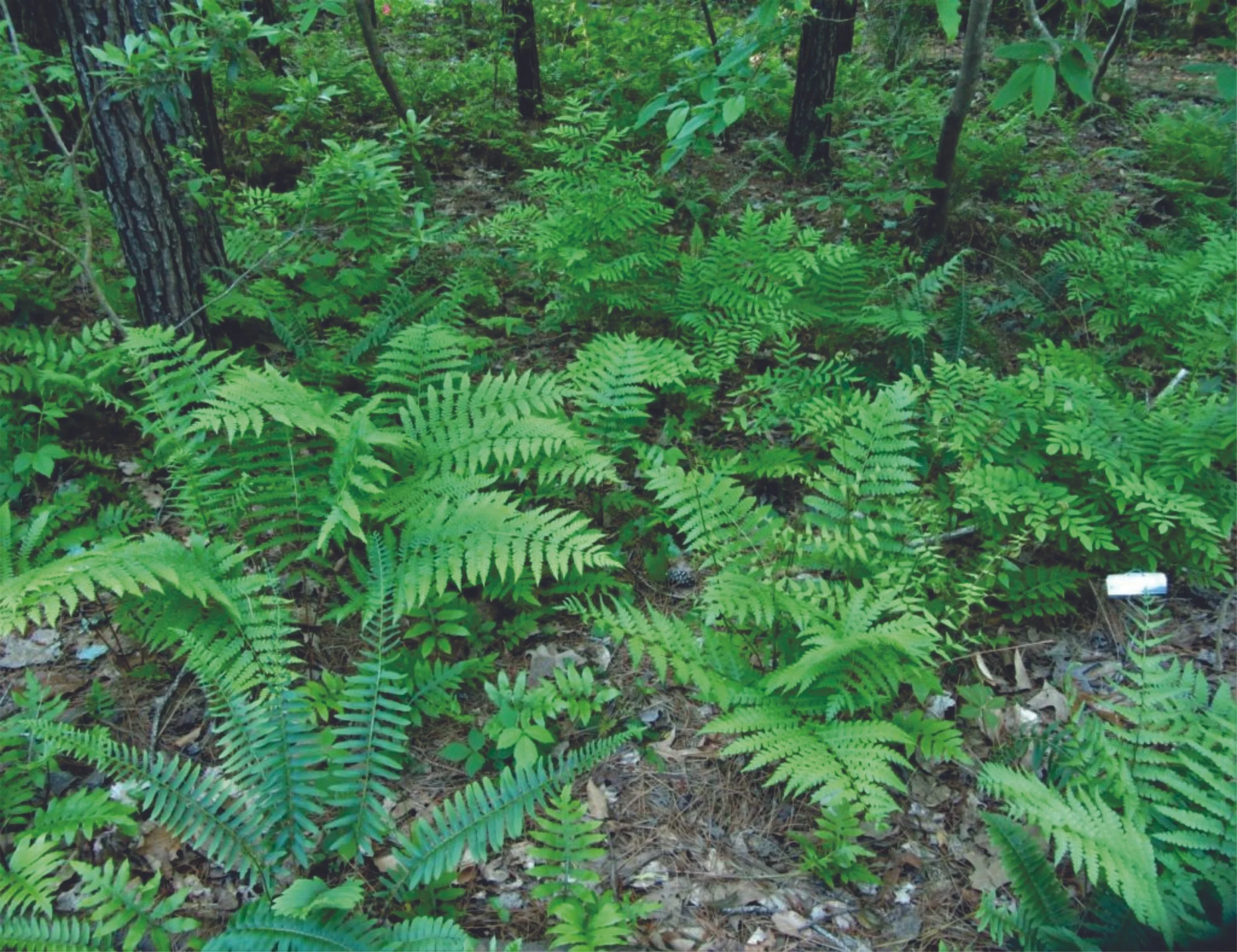 EDWIN-THOMPSON, George.