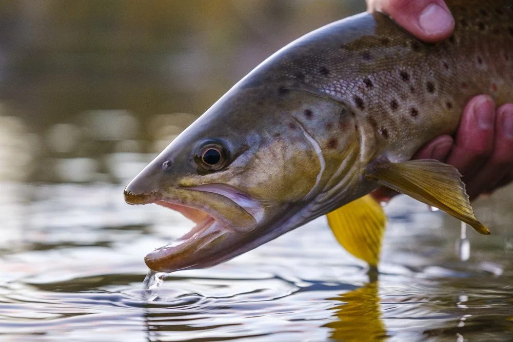 Patagonia Fly Fishing