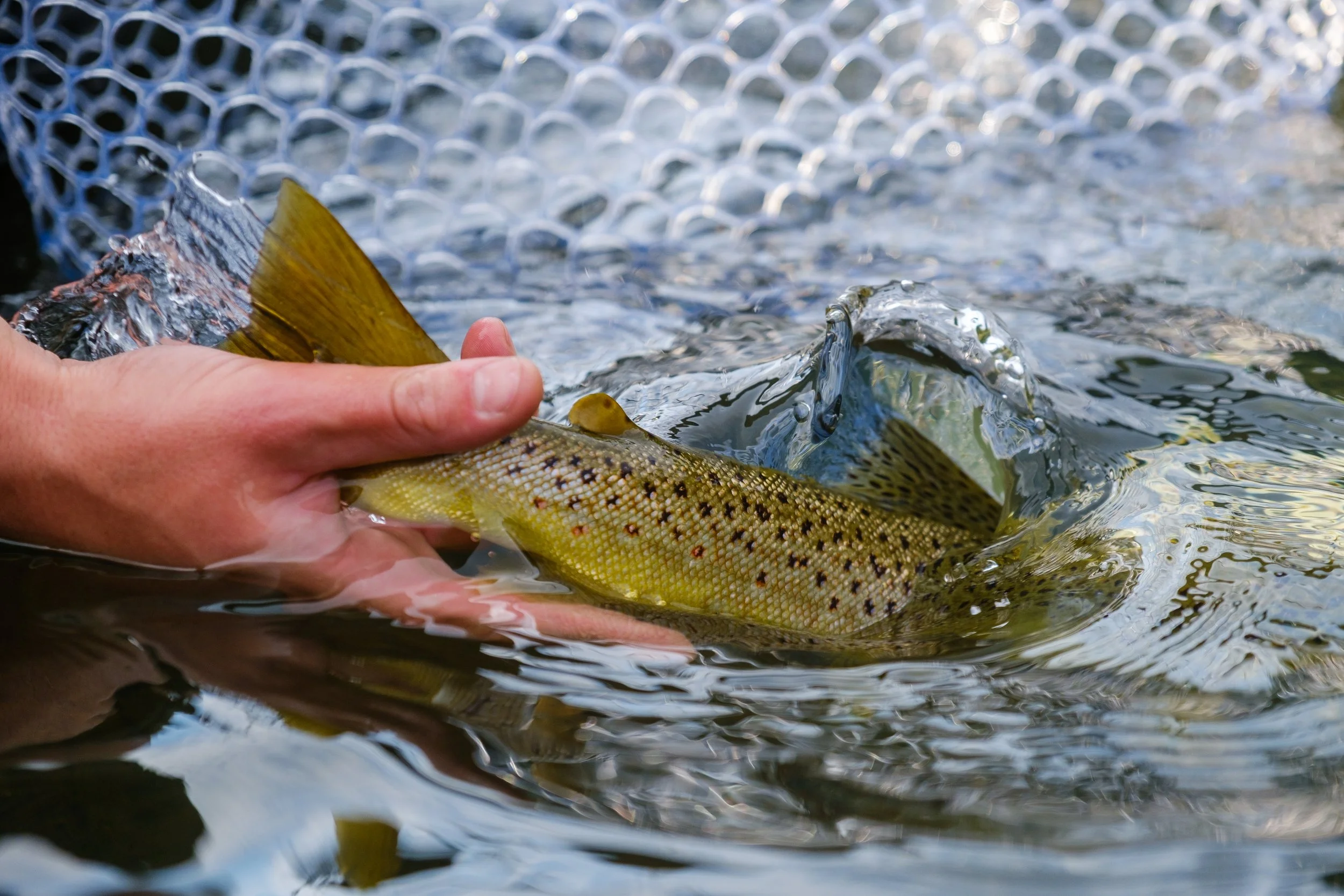 Fly Fish