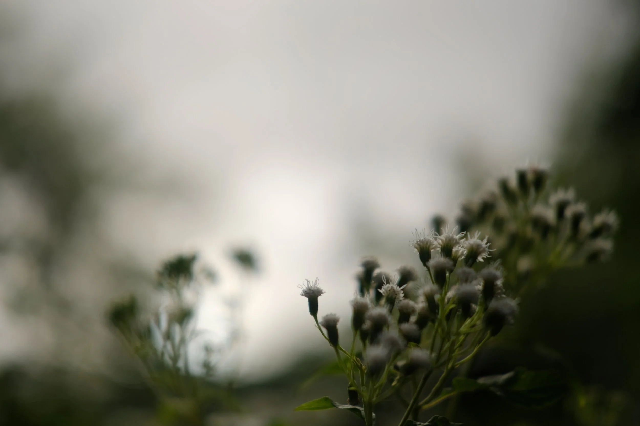 D015F6F8-487D-4666-9048-E670D9043F6D-490-000000211DB5F271.JPG