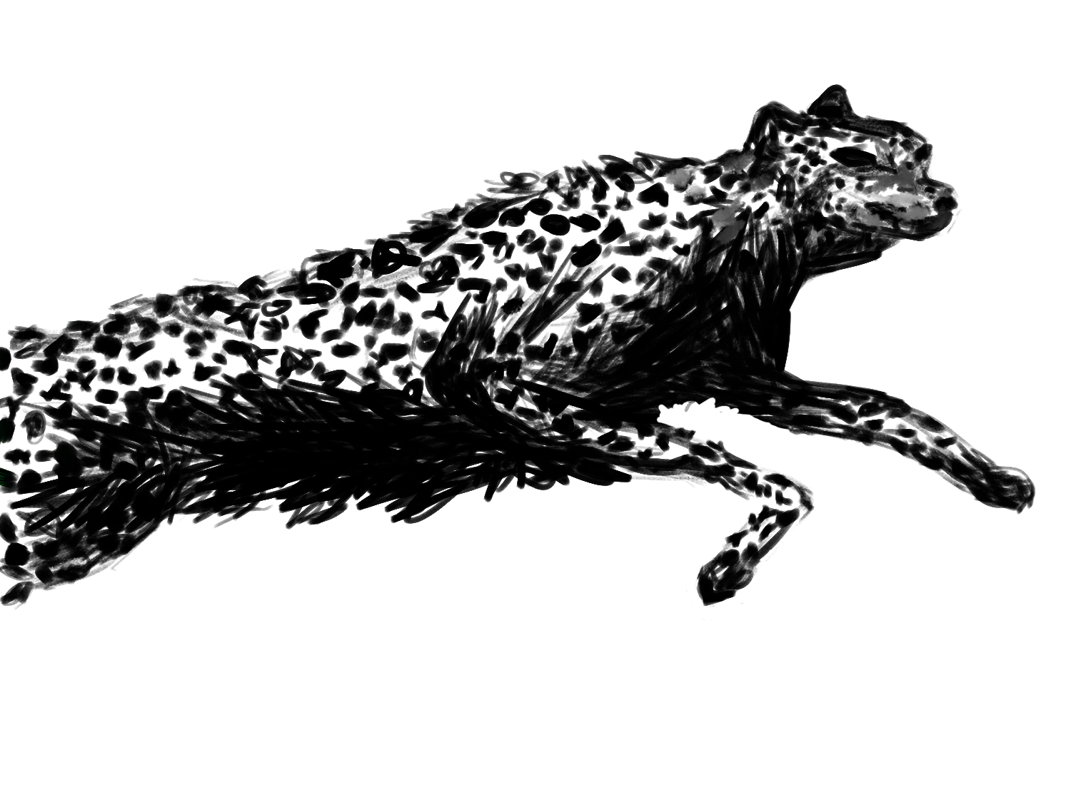 Cheeta1.png