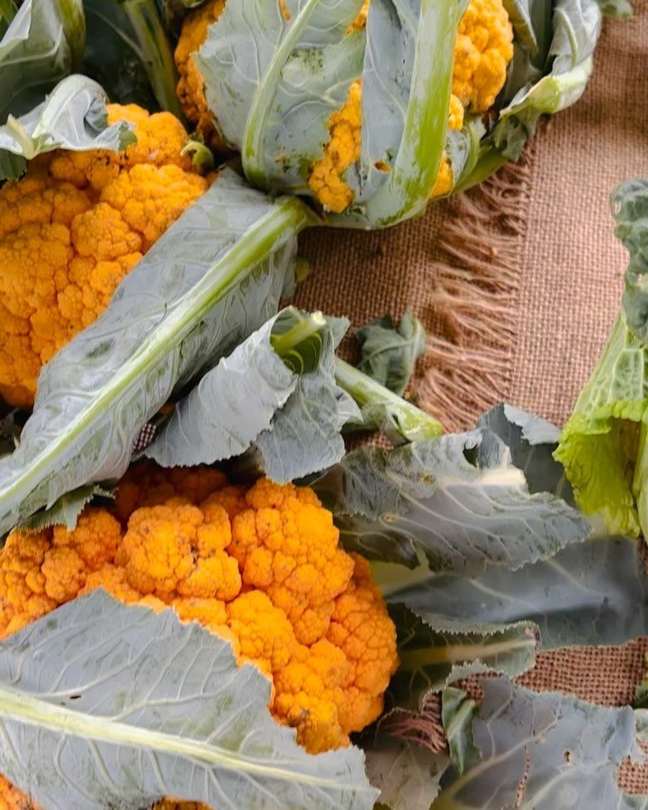 Have you seen these sunburst orange cauliflowers popping up at your local farmers&rsquo; market? 

No, they haven&rsquo;t been painted or dyed! This striking variety, known as the &lsquo;cheddar&rsquo; cauliflower, was discovered in Canada in 1970.