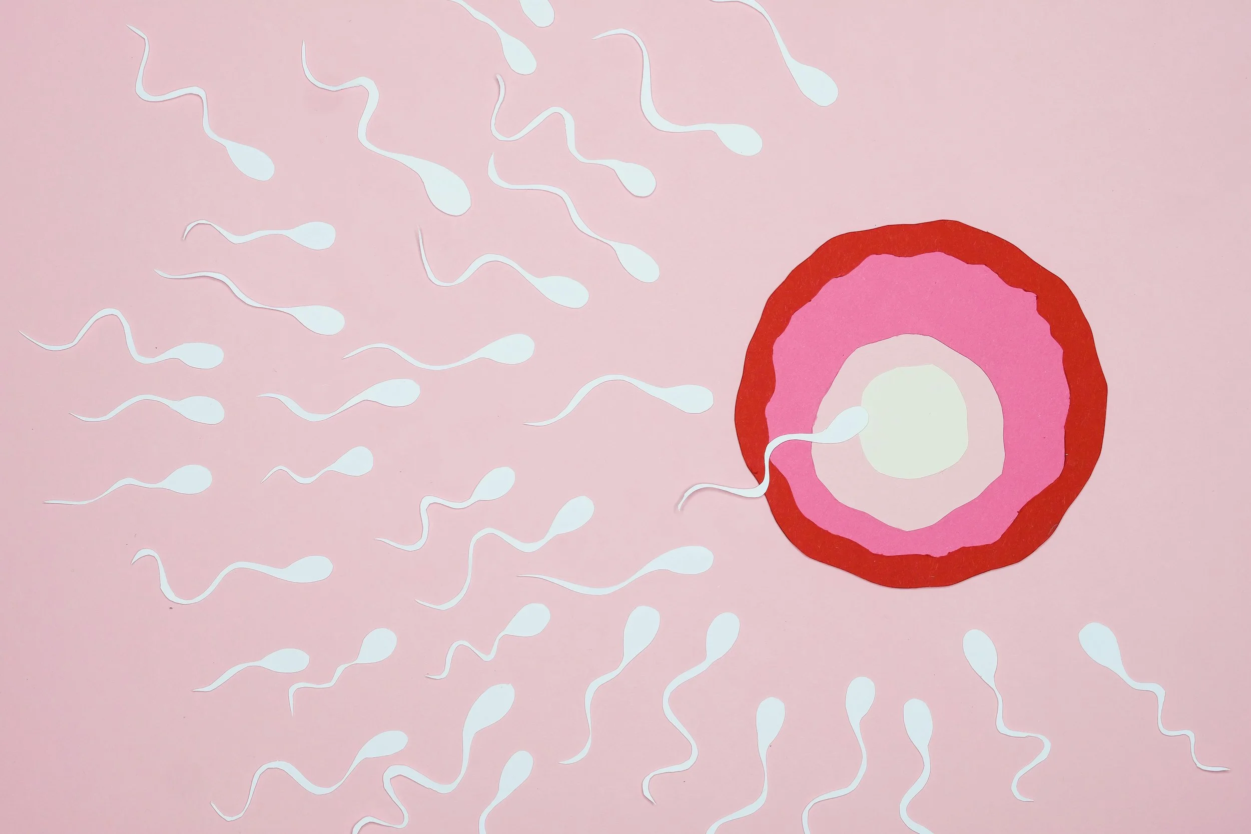 A simplified illustration of sperm swimming towards an ovum, depicted as a concentric circle with red, pink, and cream layers, on a pink background.