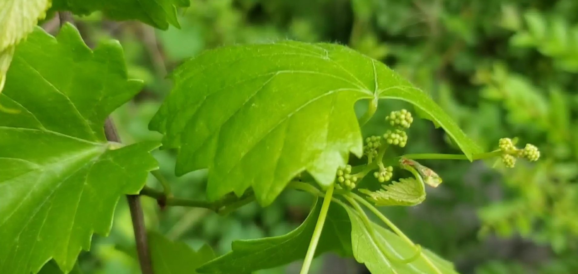muscadine+leaf+spring.jpg
