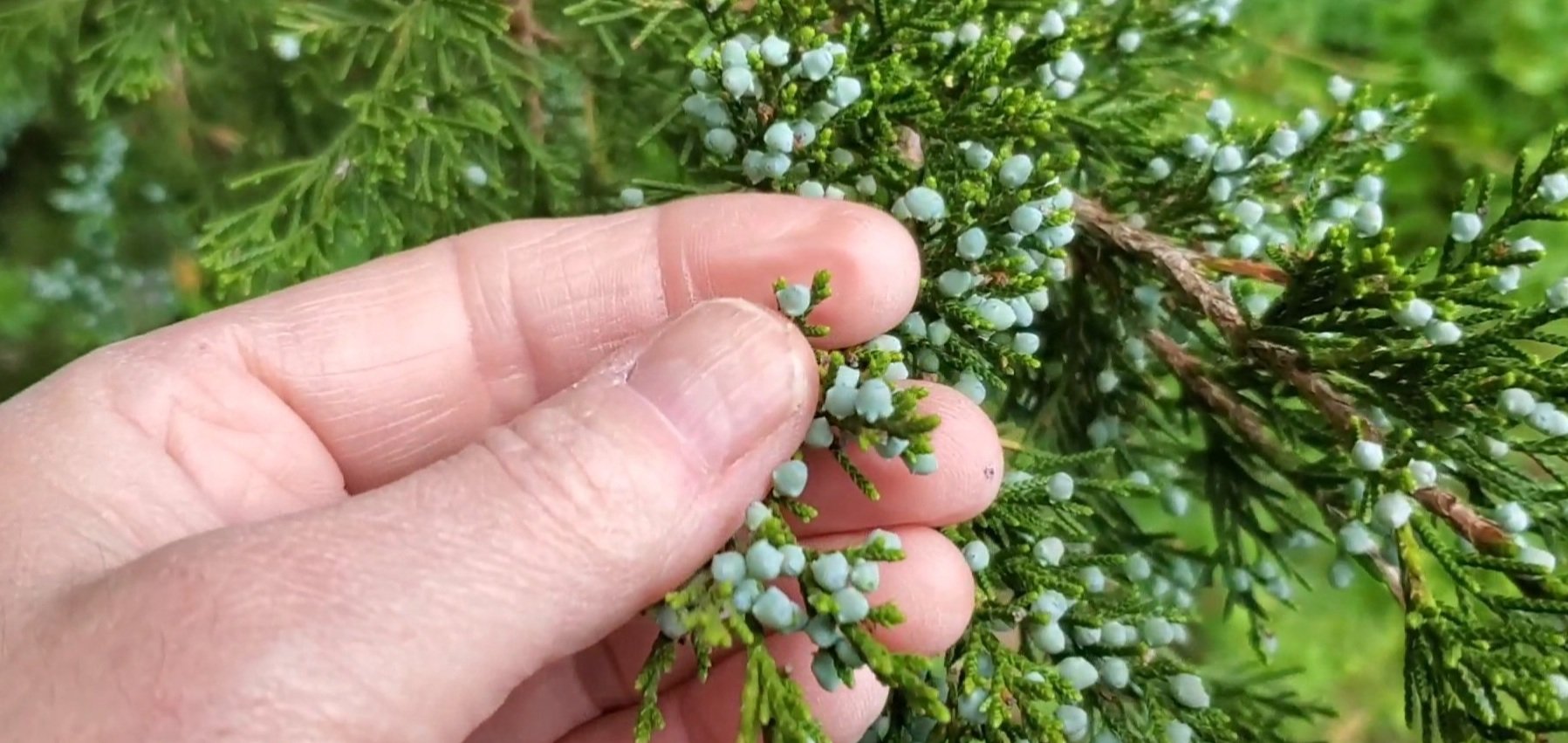 juniper+berries.jpg