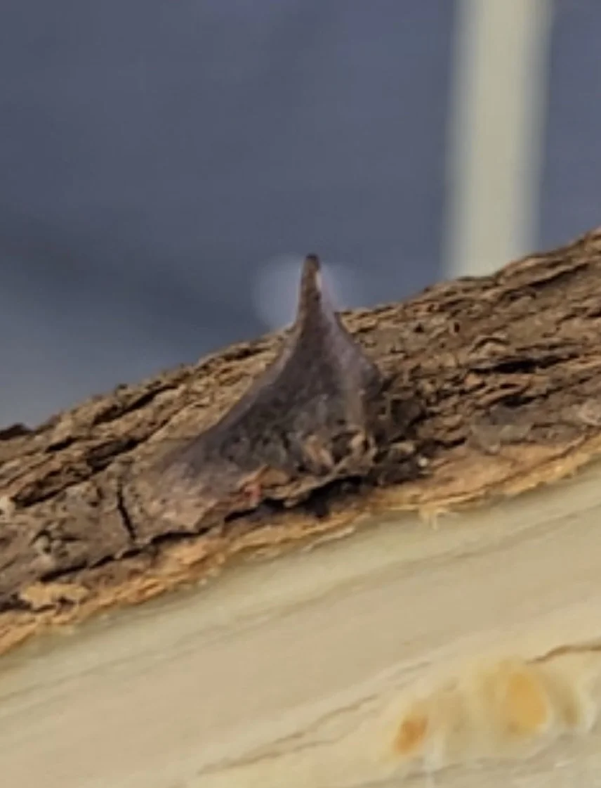 Black Locust thorn