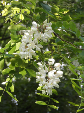 Black Locust flowers