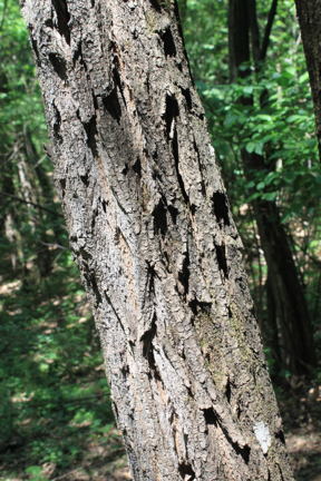 Black Locust bark