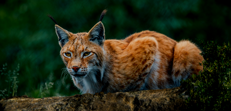 Bobcat Power: Mettle Maker #518