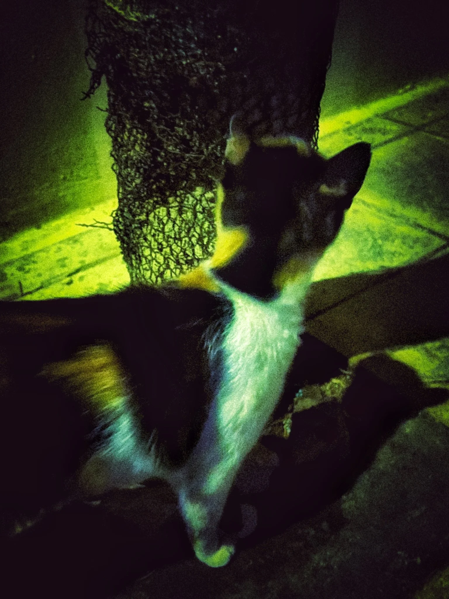 JPEG image-618B4D63790F-1.jpeg