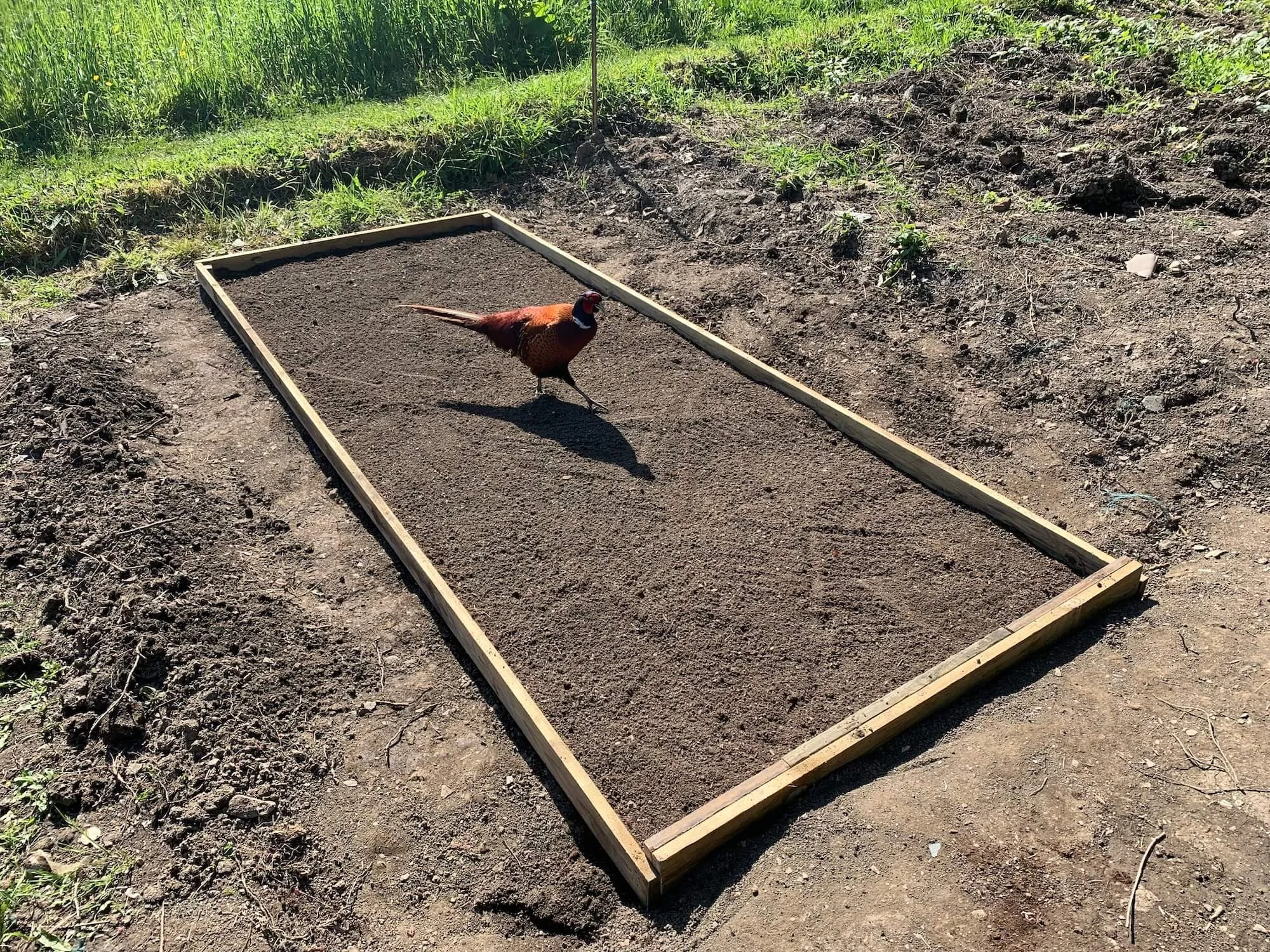 A pheasant comes to visit