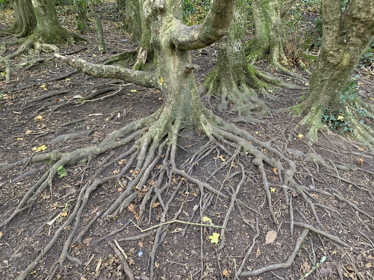 exposed roots.jpeg