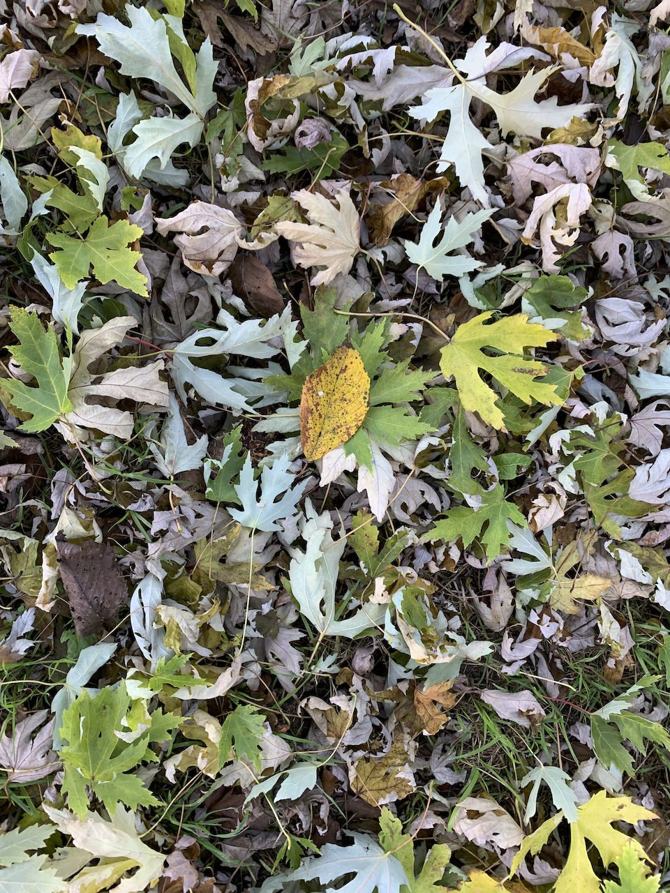 fallen leaves.jpeg