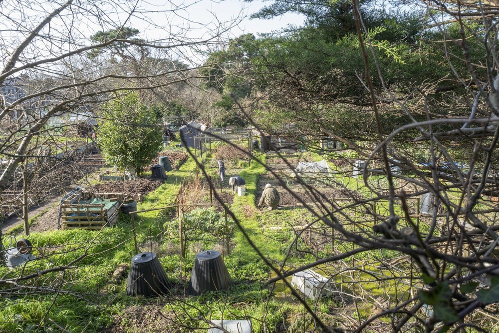 allotment.jpeg