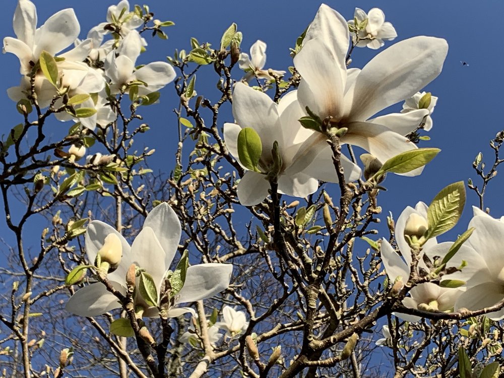 magnolias2.jpeg