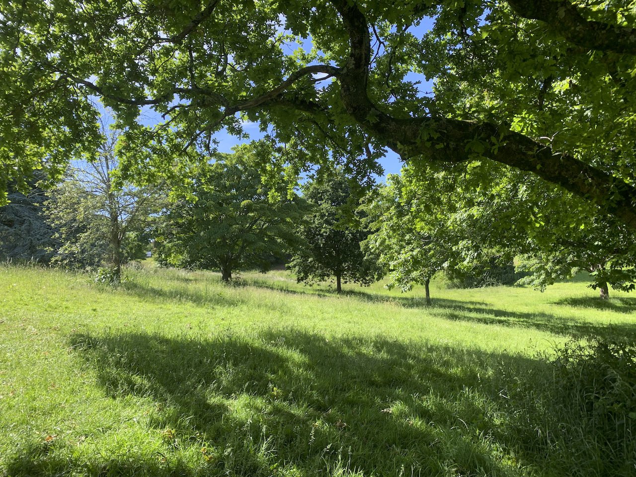 Shadows in the grass