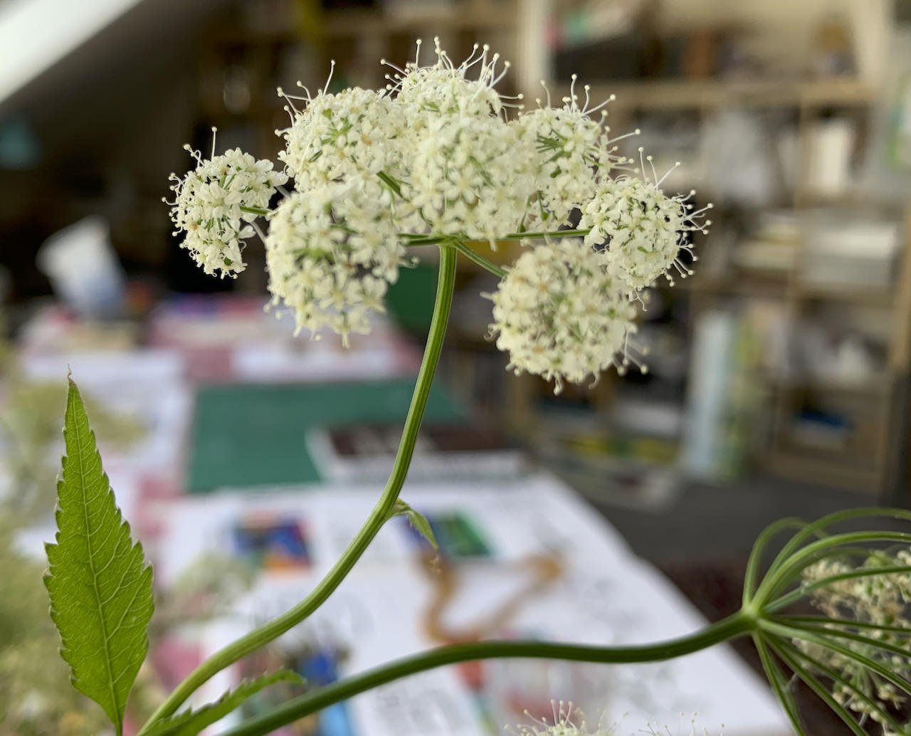 Cow parsley