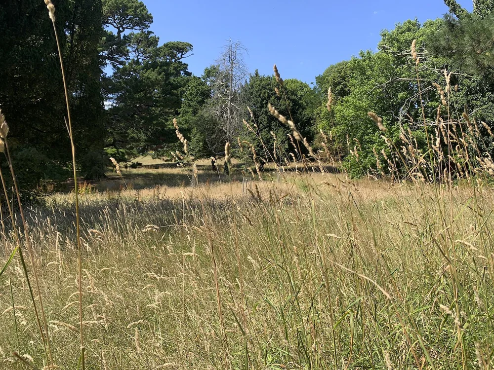 sketching in Central Park.jpeg