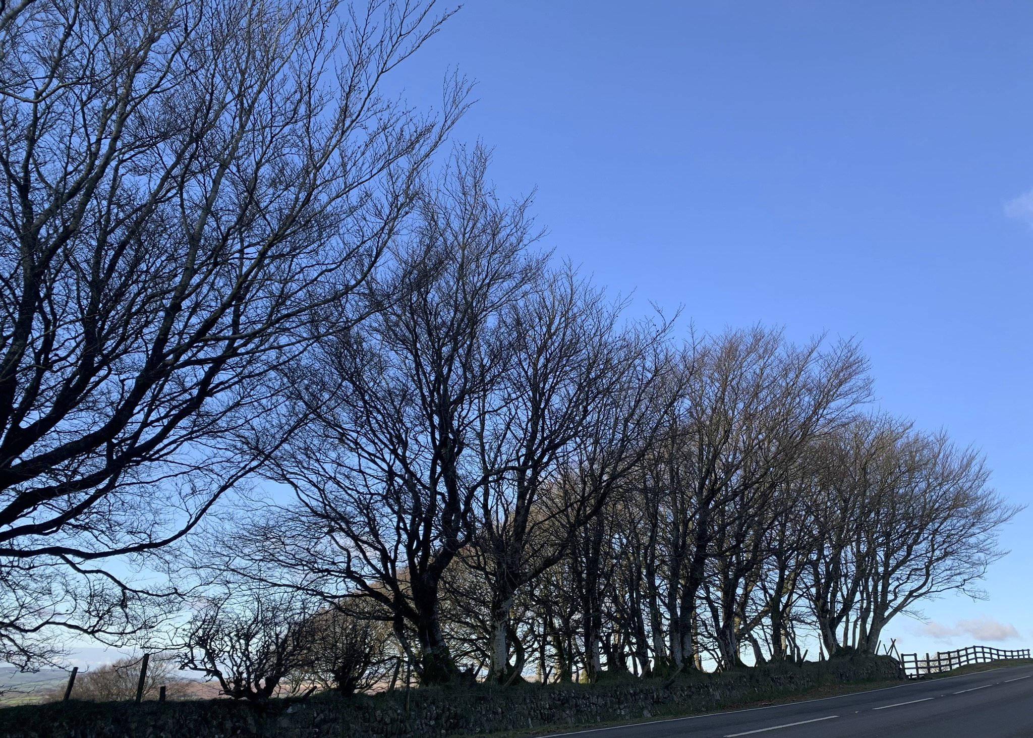 Dartmoor trees