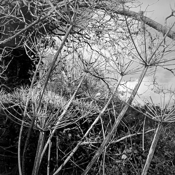 cow parsley