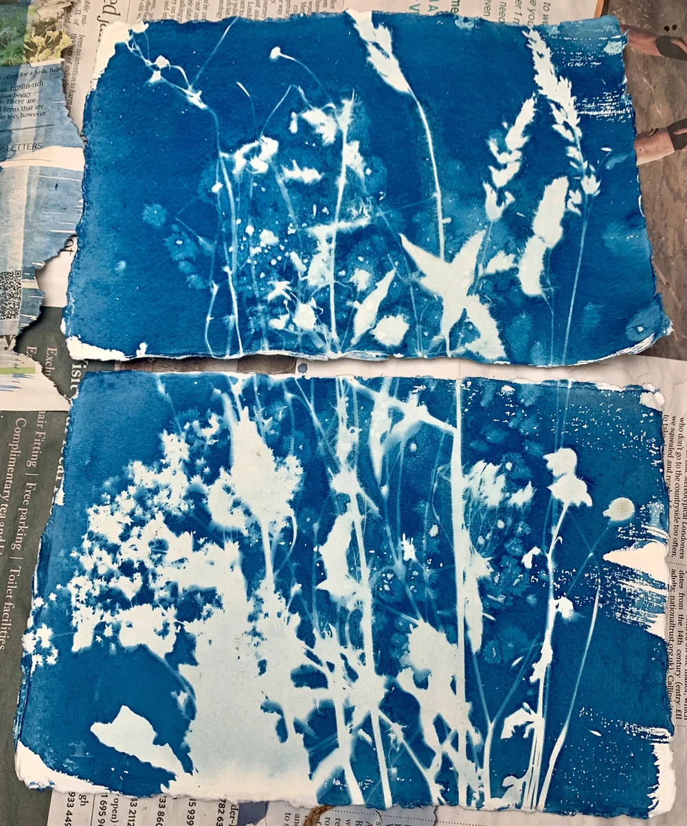 Duo cyanotype of weeds