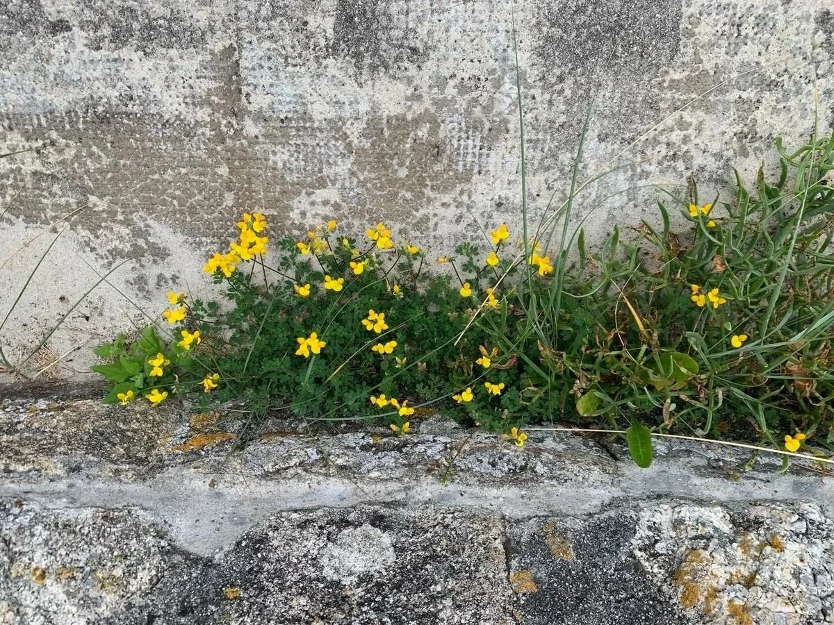 Roscoff