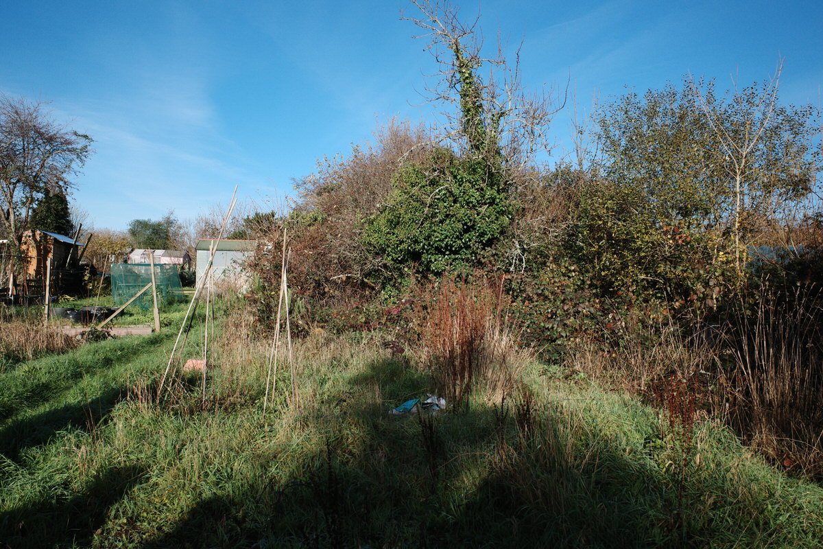Our allotment
