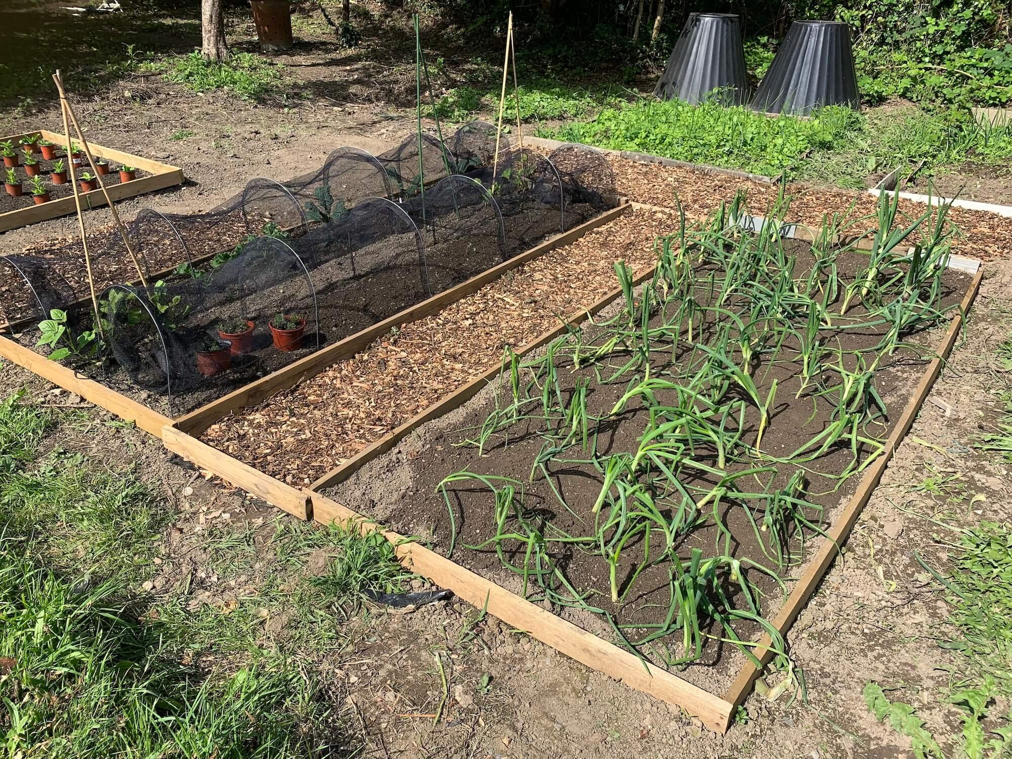 Onions and cabbages
